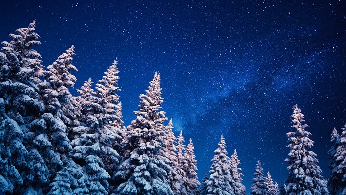 Snow-covered pine trees under a starry night sky