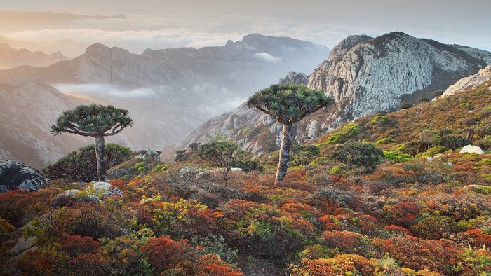 Dragon trees on a mountainside in Yemen