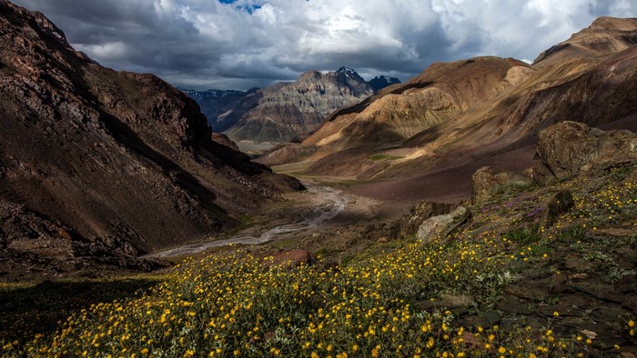Spiti Valley India Landscape with Yellow Flowers and Mountains