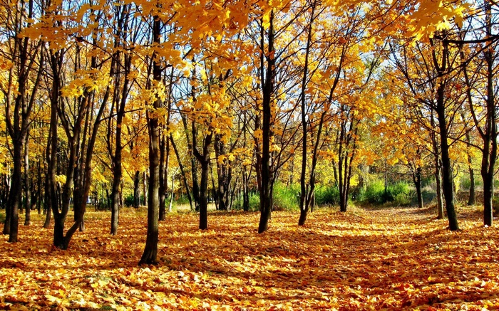 Autumn forest with fallen leaves and yellow foliage