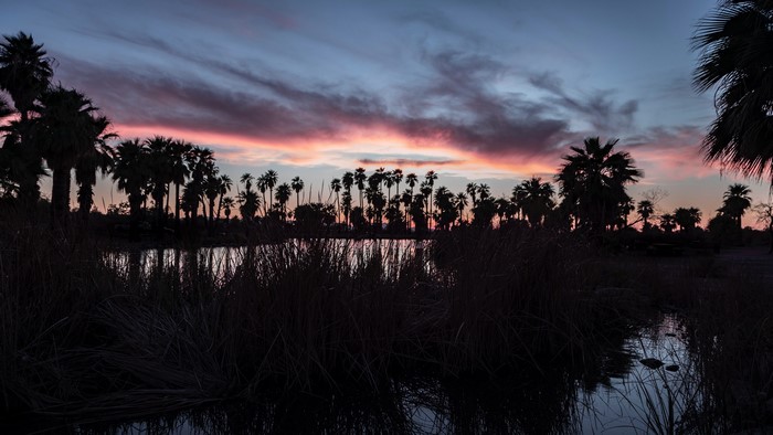 Sunset over a pond with palm trees and grass