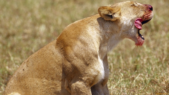 Lioness with blood on its face yawning