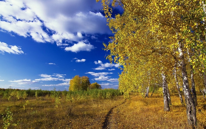 Autumn trees with yellow leaves under a blue sky