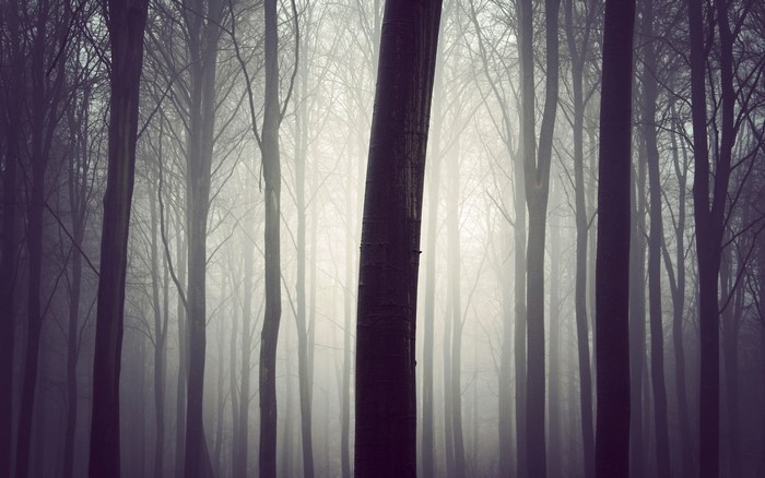 Misty forest with tall bare trees