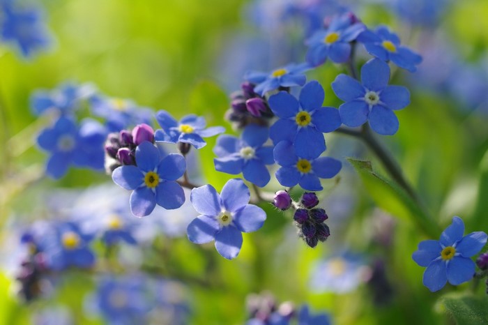 Close-up of blue forget-me-not flowers with green background