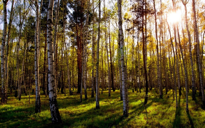 Sunlight filtering through a birch forest
