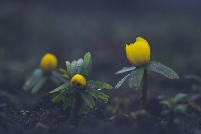 Yellow winter aconite flowers blooming in soil