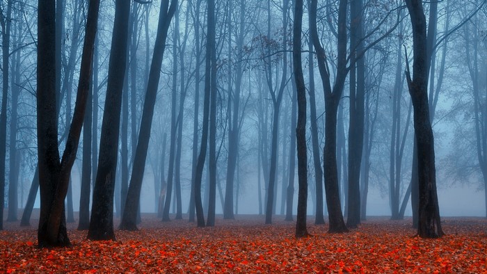 Misty forest with fallen red leaves in autumn