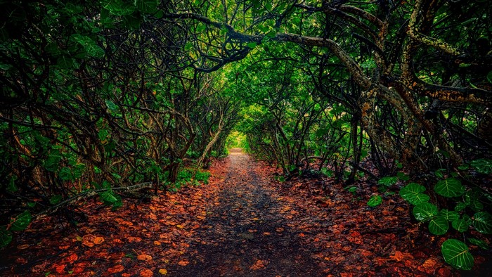 Path through a dense forest in Florida