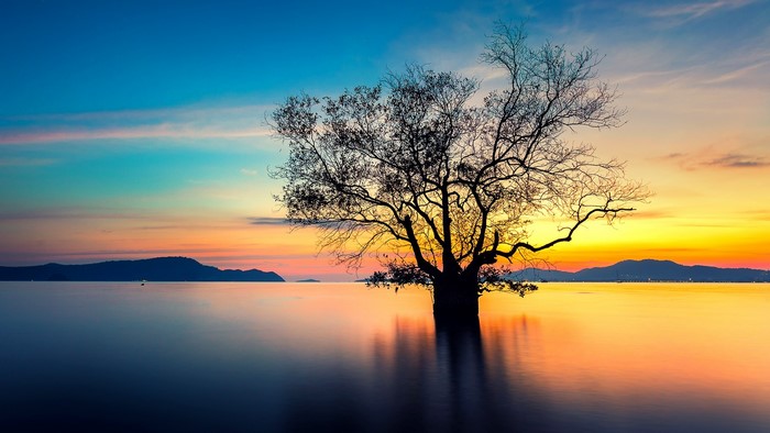 Tree in water at sunset with mountains
