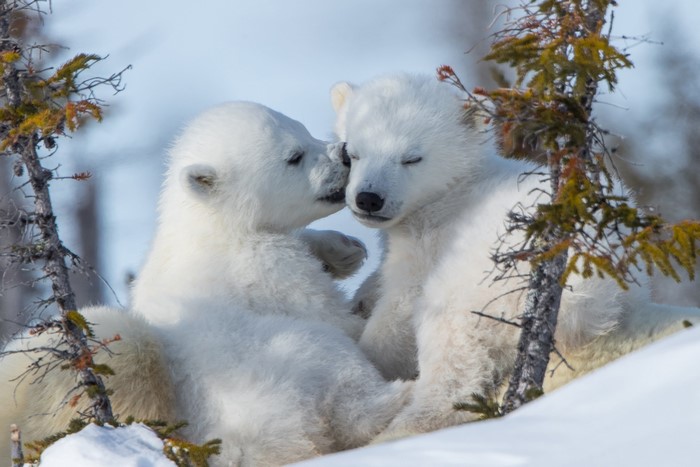 Two polar bear cubs cuddling in the snow