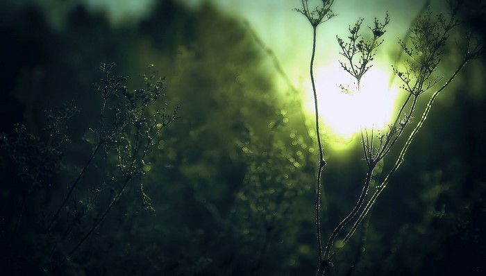 Sunlight through dry plants in mist