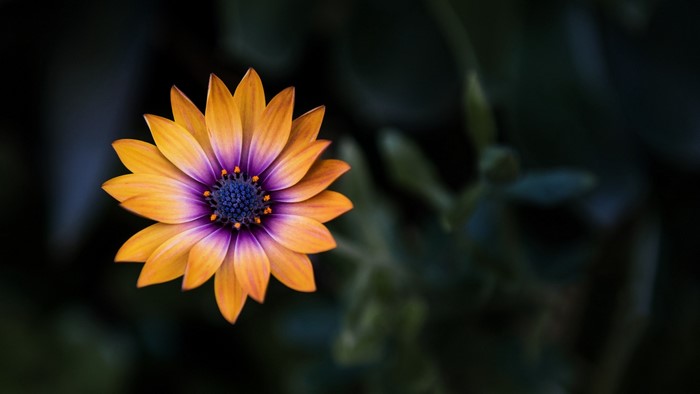 Orange and purple daisy with dark background