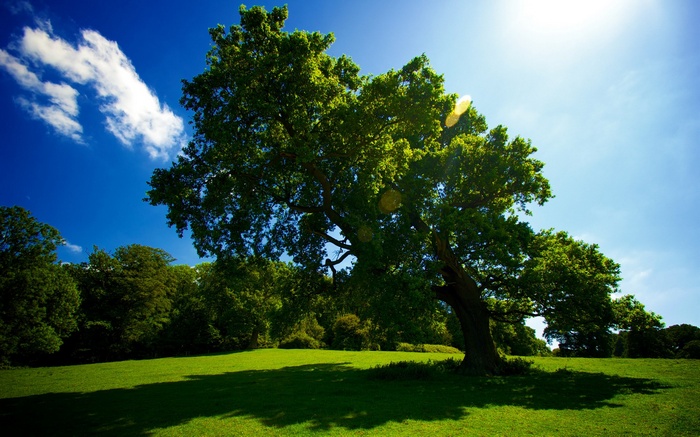 Large oak tree in a sunny green field