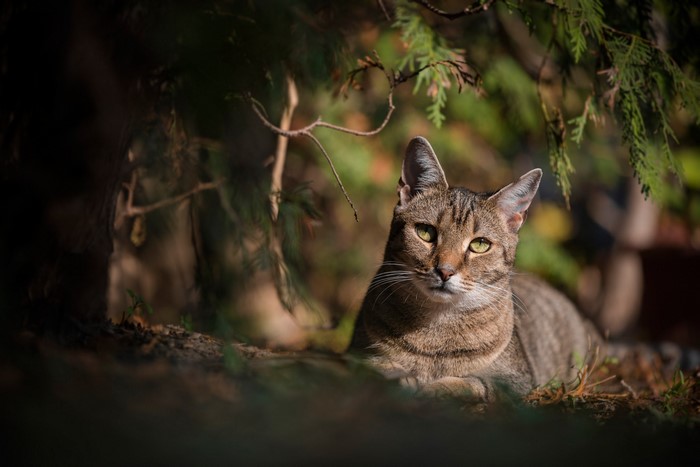 Tabby cat lying outdoors under green branches