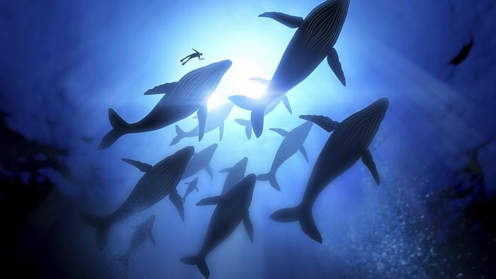 Humpback whales and a diver underwater with sun rays