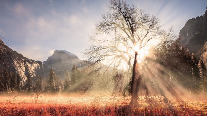 Sun rays through tree in Yosemite National Park