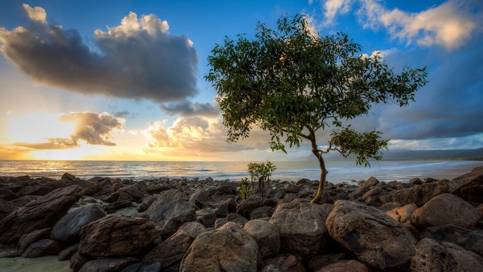 Rocky beach with a tree at sunrise