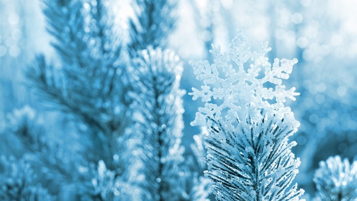 Close-up of a snowflake on a frosted pine branch