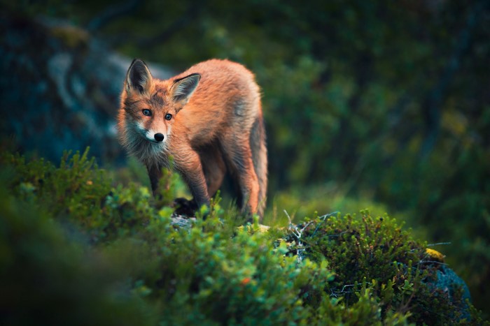Fox in a forest