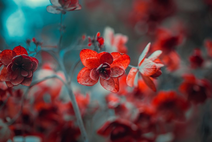 Close-up of red flowers with blurred background