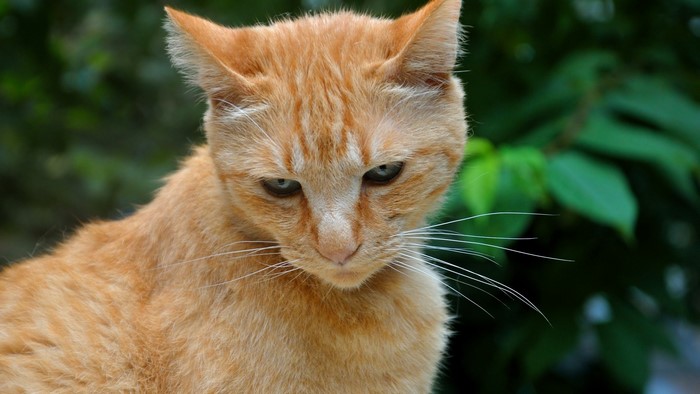 Orange tabby cat with green eyes outdoors