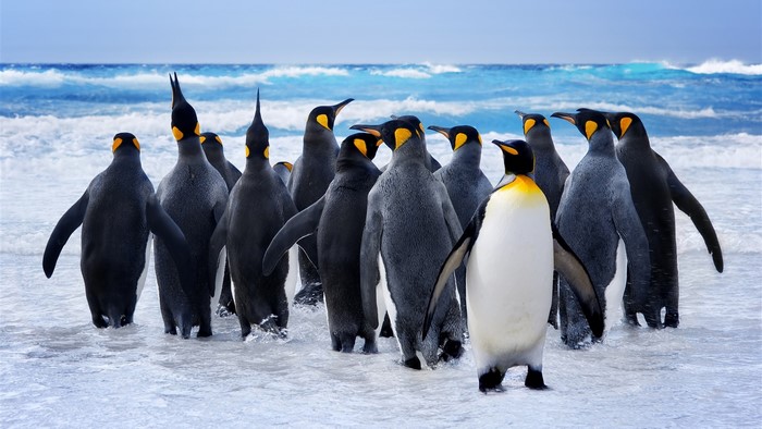 A group of king penguins on a beach with waves