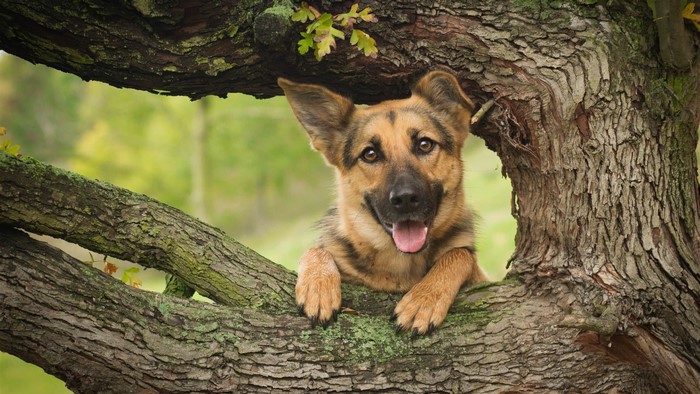 German Shepherd dog peeking through a tree branch