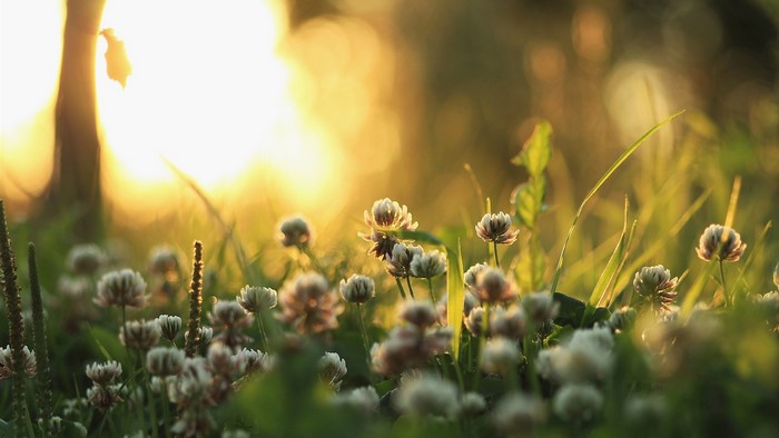 Clover flowers in sunlight