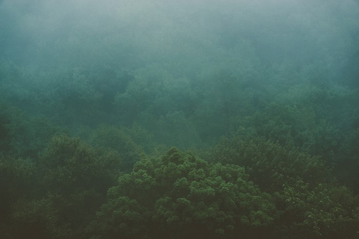 Misty forest with trees