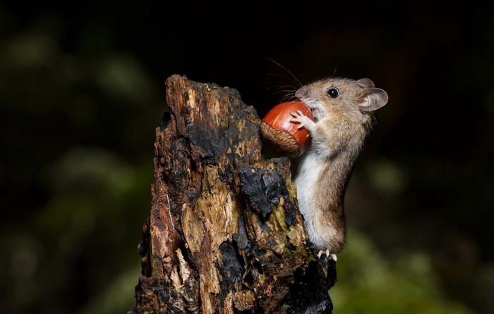 Mouse holding a nut on a tree stump