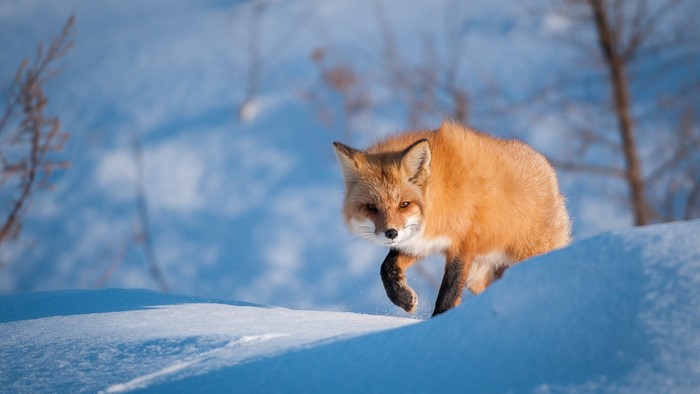 Red fox walking in the snow