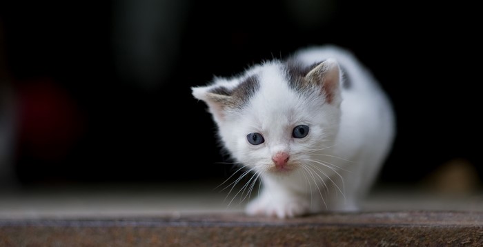 A small white kitten with black markings