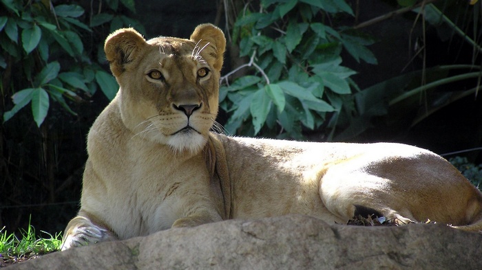 Lioness lying on a rock in front of foliage