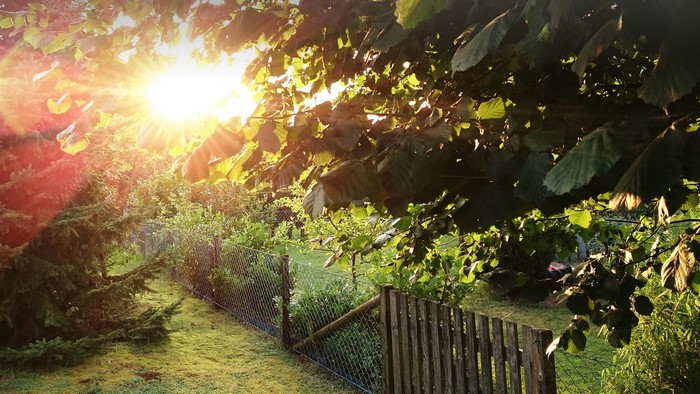Sunlight filtering through leaves in a garden with a fence