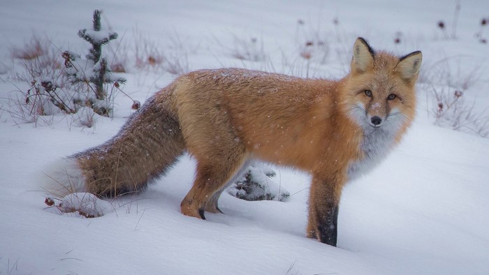 Red fox standing in the snow