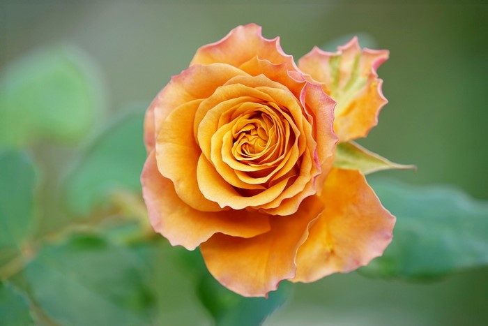 Close-up of an orange rose with pink edges