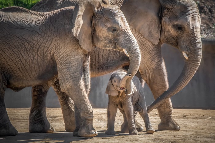 Elephant Family with Baby Elephant Outdoors