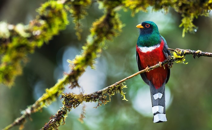 A colorful bird perched on a mossy branch