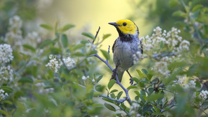 A Hooded Warbler perched on a branch with white flowers