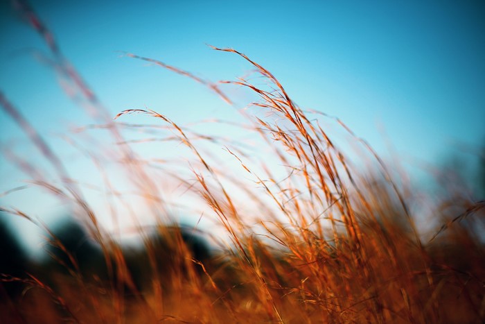4K tall grass in the wind