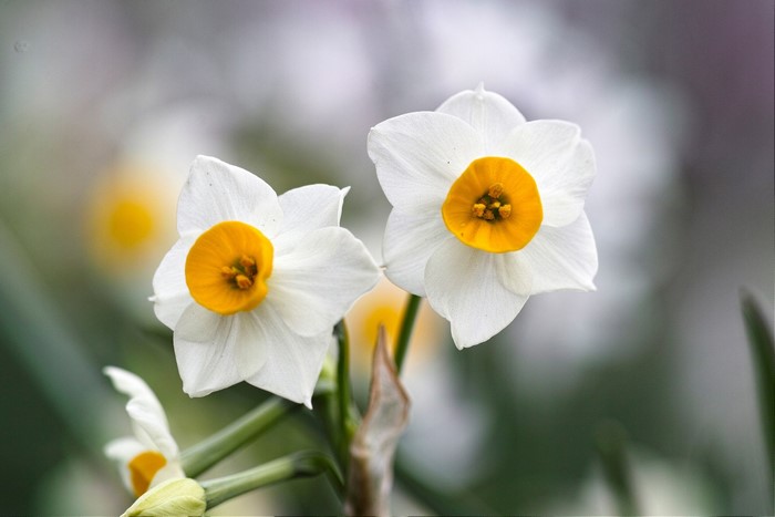Two white daffodils with yellow centers