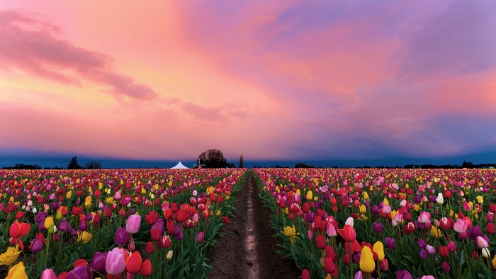 Oregon Tulip Field at Sunset