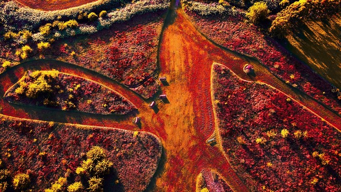 Aerial view of a dirt road through red and yellow vegetation