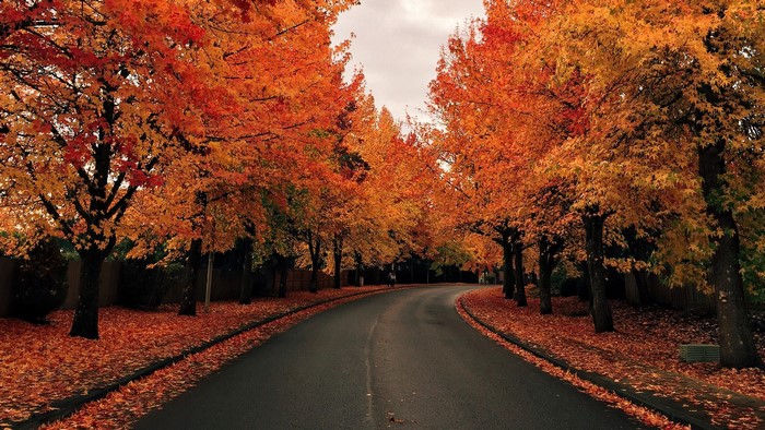 Road lined with trees in autumn foliage