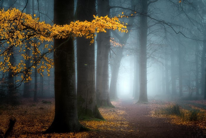 Misty forest path with autumn leaves