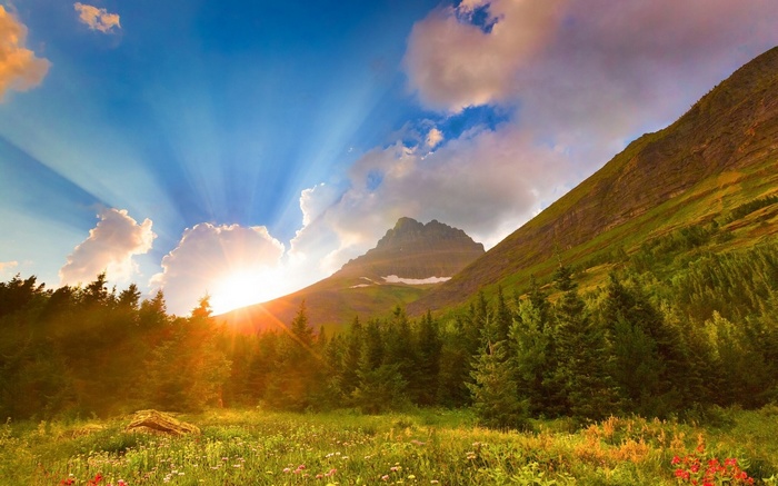 Sunbeams over a mountain meadow with pine trees