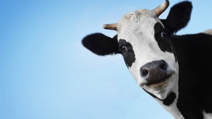 Black and white cow against a clear blue sky