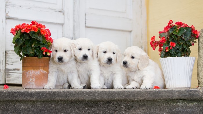 Four Golden Retriever puppies sitting on stairs with flowers