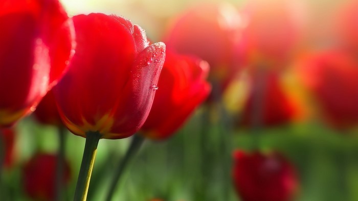 Red tulips with dew drops in sunlight